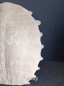 Beautiful Chinese Trionyx Tortoise Shell / Pelodiscus Sinensis Very Rare