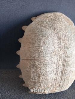 Beautiful Chinese Trionyx Tortoise Shell / Pelodiscus Sinensis Very Rare