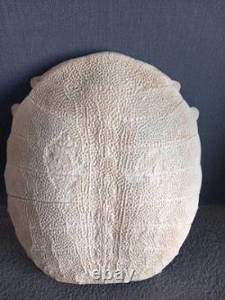 Beautiful Chinese Trionyx Tortoise Shell / Pelodiscus Sinensis Very Rare