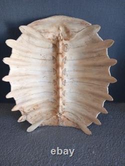 Beautiful Chinese Trionyx Tortoise Shell / Pelodiscus Sinensis Very Rare