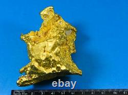 Great Natural Gold Australian Seed 1275.19 Grams 41.00 Troy Ounces Very Rare M