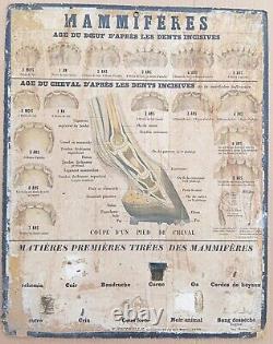 RARE? Very old Deyrolle school poster Currency 1860 Mammals, horse