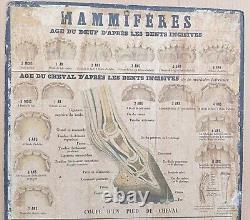 RARE? Very old Deyrolle school poster Currency 1860 Mammals, horse