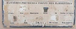 RARE? Very old Deyrolle school poster Currency 1860 Mammals, horse