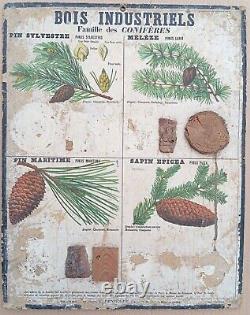 RARE? Very old school poster Deyrolle (Currency) 1860 Fir wood