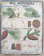 Rare? Very Old School Poster Deyrolle (currency) 1860 Fir Wood