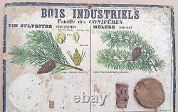 RARE? Very old school poster Deyrolle (Currency) 1860 Fir wood