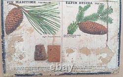 RARE? Very old school poster Deyrolle (Currency) 1860 Fir wood