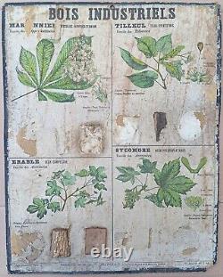 RARE? Very old school poster Deyrolle (Monnaie) 1860 Linden wood