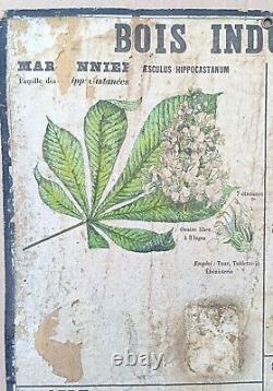 RARE? Very old school poster Deyrolle (Monnaie) 1860 Linden wood