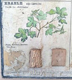 RARE? Very old school poster Deyrolle (Monnaie) 1860 Linden wood