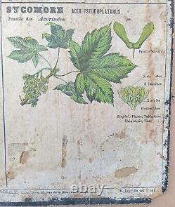 RARE? Very old school poster Deyrolle (Monnaie) 1860 Linden wood