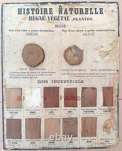 RARE? Very old school poster Deyrolle (Monnaie) 1860 Plants, wood