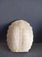 Beau Plastron De Tortue Trionix De Chine /pelodiscus Sinensis Très Rare