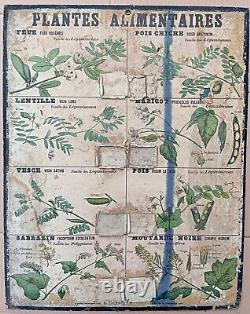 RARE? Très ancienne affiche Deyrolle (Monnaie), 1860 Plantes alimentaires