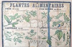 RARE? Très ancienne affiche Deyrolle (Monnaie), 1860 Plantes alimentaires