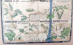 RARE? Très ancienne affiche Deyrolle (Monnaie), 1860 Plantes alimentaires