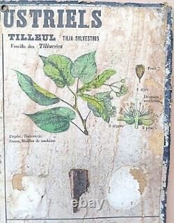 RARE? Très ancienne affiche scolaire Deyrolle (Monnaie) 1860 Bois tilleul