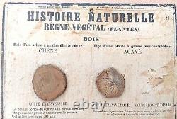 RARE? Très ancienne affiche scolaire Deyrolle (Monnaie) 1860 Plantes, le bois